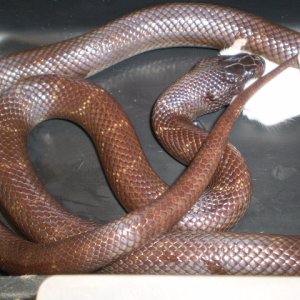 Palomar Ghost x Mex.Black (f1)