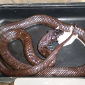 Palomar Ghost x Mex.Black (f1)