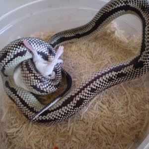 Anery Jurassic x Cali.king