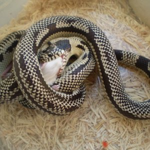 Anery Jurassic x Cali.king