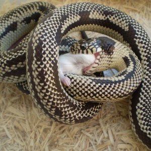 Anery Jurassic x Cali.king