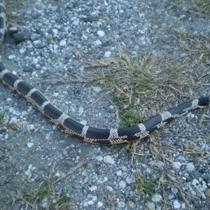'09 Edisto Island E.King