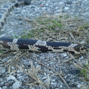 '09 Edisto Island E.King