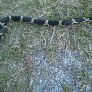 '09 Edisto Island E.King