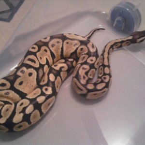 lemonpastel