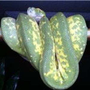 Female Biak