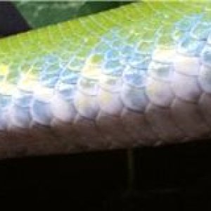 Male Mareuke