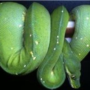 MALE jAYAPURA