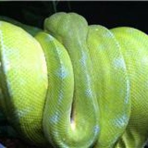Female Jayapura