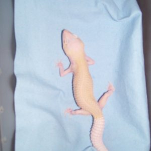 xanthic  150