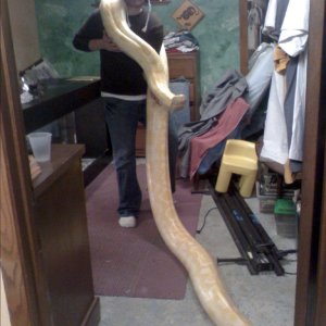 large albino burmese python big