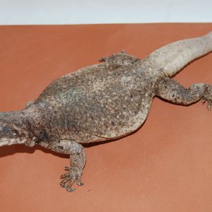 chuckwallas 1
