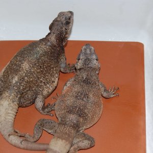 chuckwallas 2