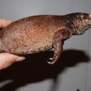 chuckwallas 3