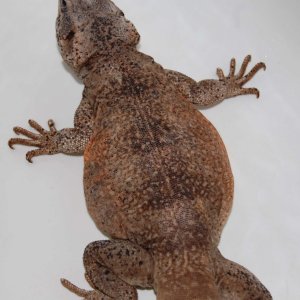chuckwallas 4