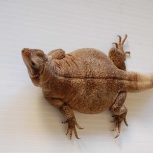 chuckwallas 5