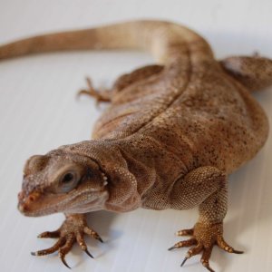 chuckwallas 6