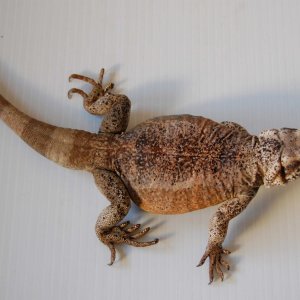 chuckwallas 7