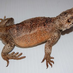 chuckwallas 8