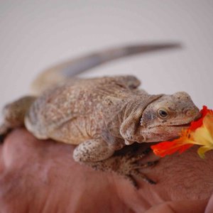 chuckwallas 9