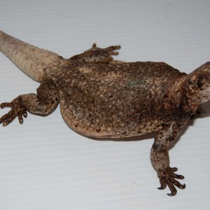 chuckwallas 9