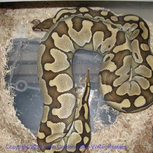 Delilah getting bigger