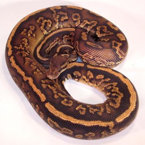 Black Pastel Yellow Belly