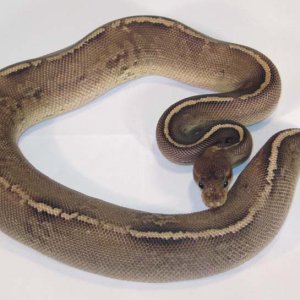 Onyx Yellow Belly