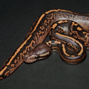 Black Pastel Yellow Belly