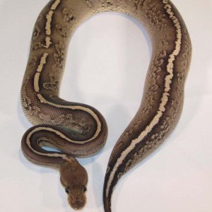 Onyx YB Female
