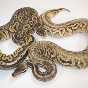 Pewter Belly