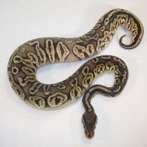 Black Pewter pic 1