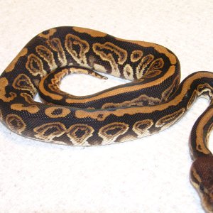 Barnhart black pastel