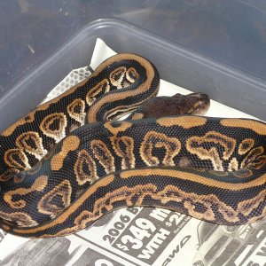 Barnhart black pastel