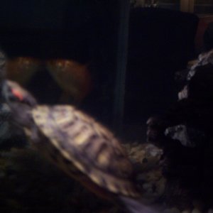turtlez