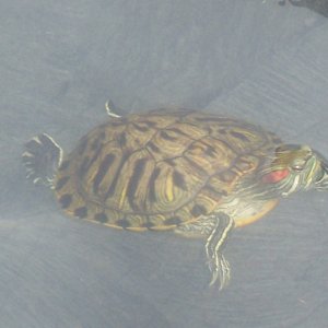 turtlez