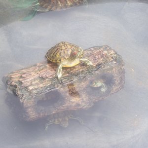 turtlez