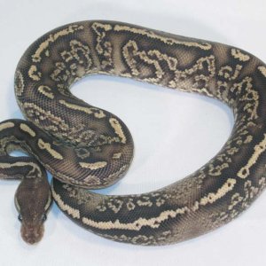 Onyx YB