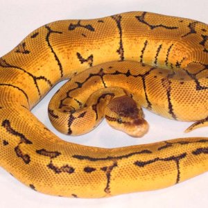 Orange Dream Lemon Blast