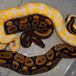 P2131001