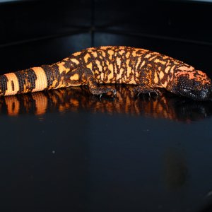 P1120690