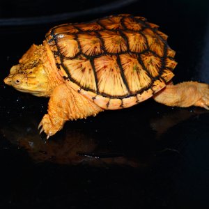 PC130583