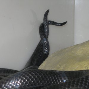 Kami and Kali 3-26-2011