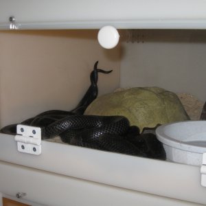Kami and Kali 3-26-2011
