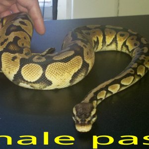 Female Pastel