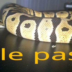 Male Pastle