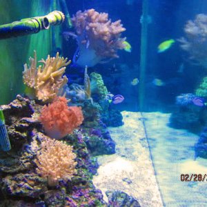 fish2
