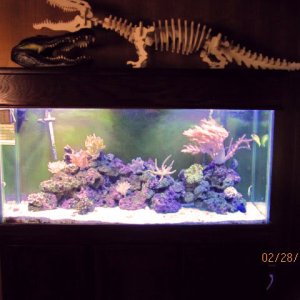 fish3