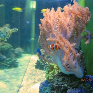 fish5