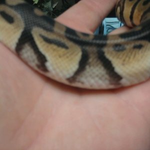 unk female side